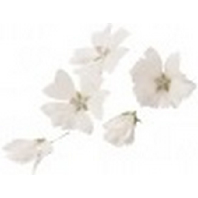 Witte eettbare bloem